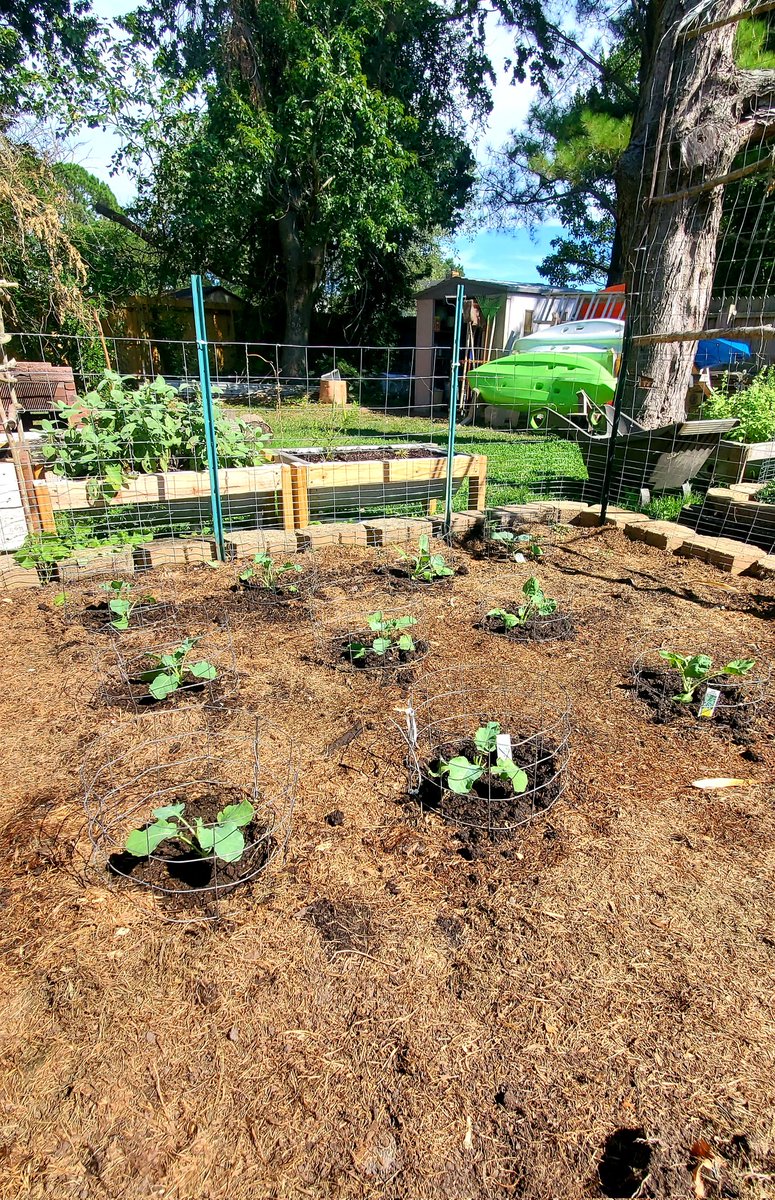 HeatherBecker83's tweet photo. Well, the corn has been harvested and we have planted some of our fall crops. Looking forward to watching the broccoli, brussel sprouts, and cabbage grow! #garden #fallgarden #fallcrop #growyourown https://t.co/MDSkqxttO3