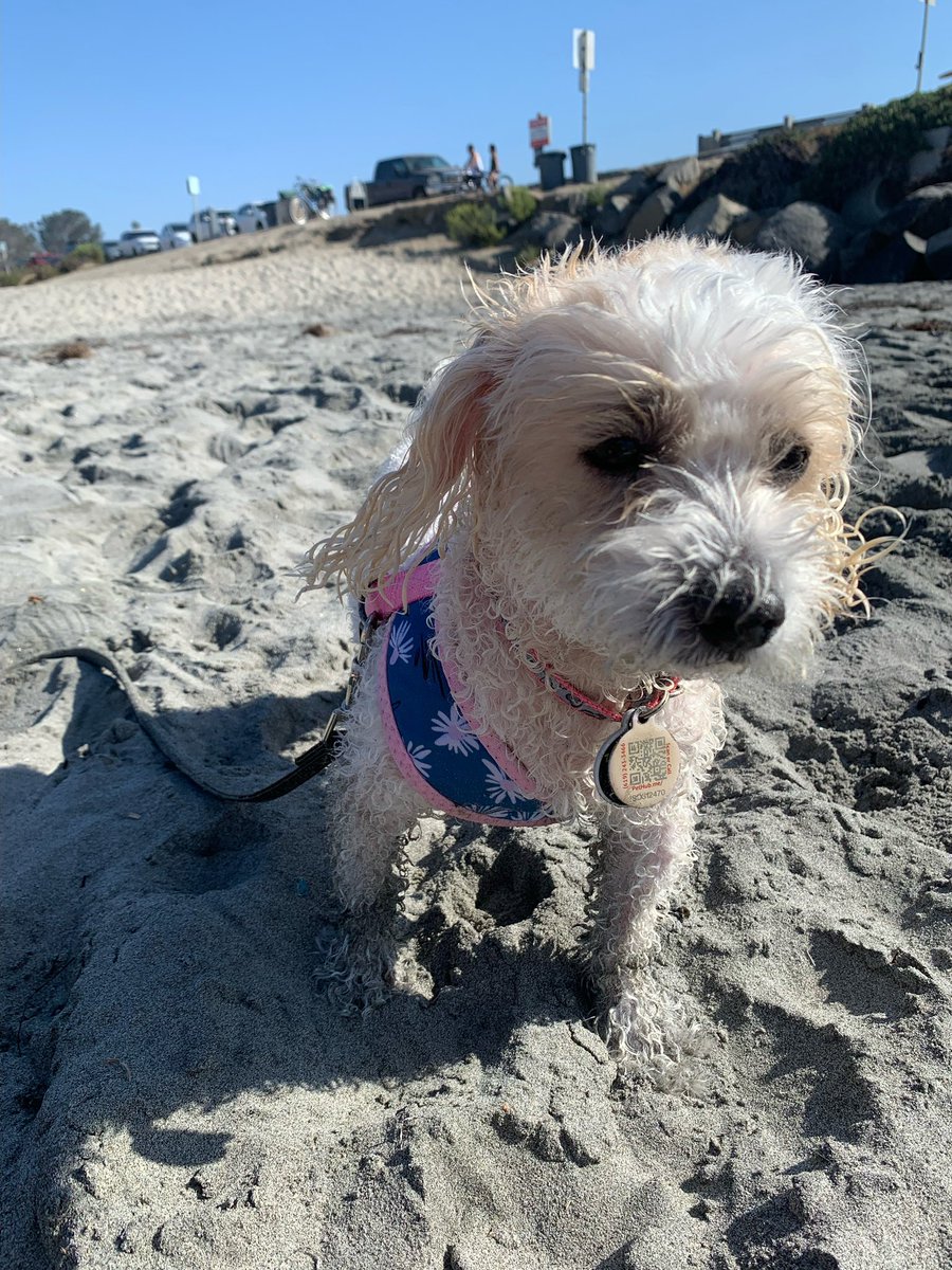 Clement95648203's tweet photo. Good morning everypawdy. went early morning before 🌞 🥵 to the beach 🏝. Discover sea zombies .No worries sea zombies were not danger . Know home took bath , eat and no resting . Is hot outside .Stay cool fends .Pawtroling complete #ZSHQ #DogsofTwittter https://t.co/UVZlenRytv