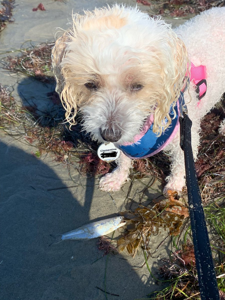 Clement95648203's tweet photo. Good morning everypawdy. went early morning before 🌞 🥵 to the beach 🏝. Discover sea zombies .No worries sea zombies were not danger . Know home took bath , eat and no resting . Is hot outside .Stay cool fends .Pawtroling complete #ZSHQ #DogsofTwittter https://t.co/UVZlenRytv
