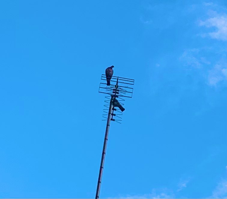 SkylarkArtist's tweet photo. Two wood pigeons…
Out on the town
#highfliers #aerial #display 
🕊🕊 https://t.co/Dkw0PzxR4y