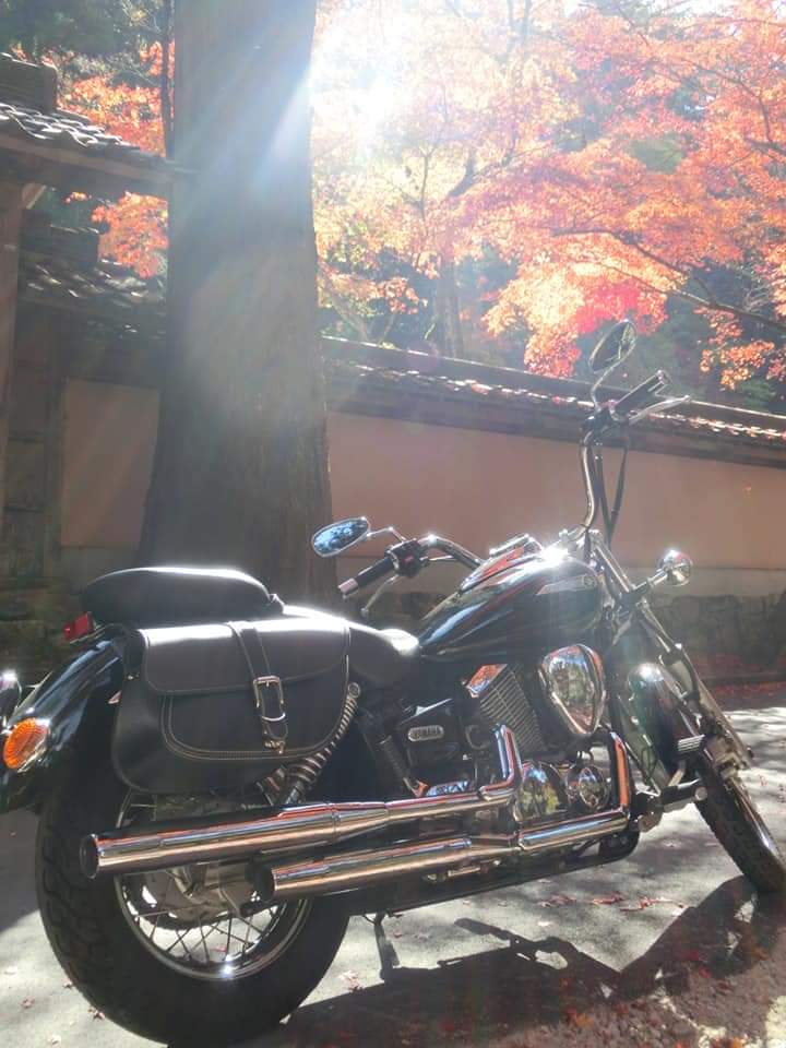k_works's tweet photo. 名前:kimi
性別:♀
住み:広島県
好き:ハンドメイド
　　 バイク(ﾄﾞﾗｯｸﾞｽﾀｰ250)
　　(2013FXDLﾀﾞｲﾅﾛｰﾗｲﾀﾞｰ)
　　 エスニック、小鳥、パクチー
#バイク乗りとして軽く自己紹介
#バイク女子と繋がりたい
#バイク好きと繋がりたい 
#バイク乗りと繋がりたい
#ドラッグスター
#FXDL https://t.co/DWX2sY83hN