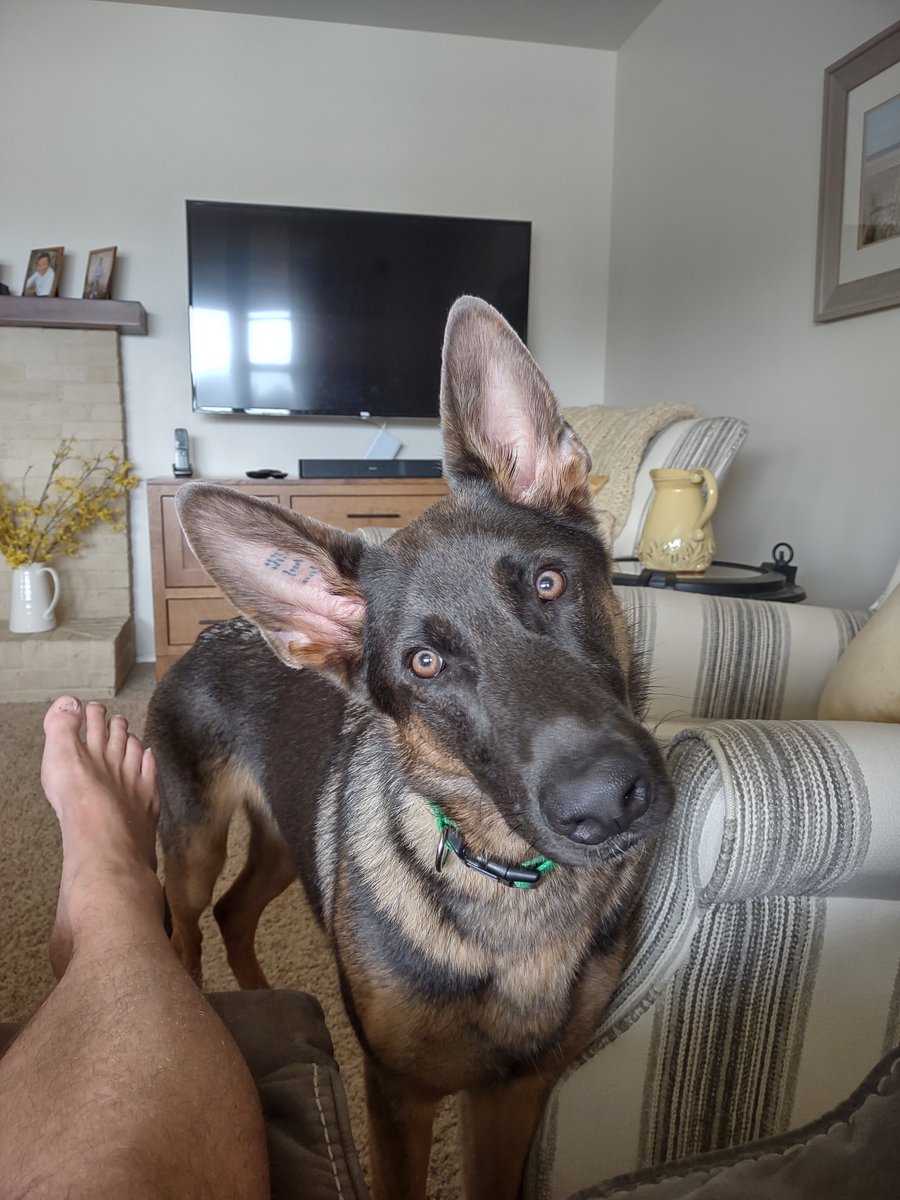This is Max, desperately trying to understand my explanation of why it's not yet time to go and throw the ball. Again. For the third time today.