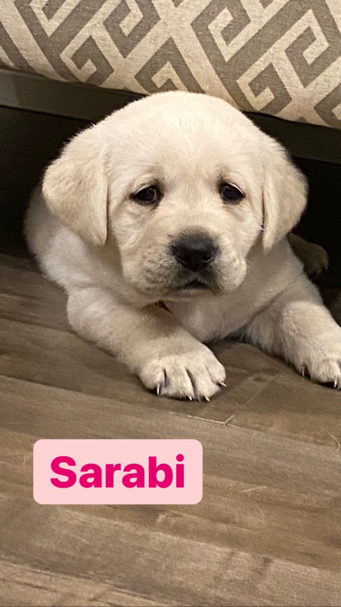 DOAGeoff's tweet photo. Meet the pack !
4 weeks old
#labsoftwitter
#labpuppies https://t.co/bwJFxGdtZ9