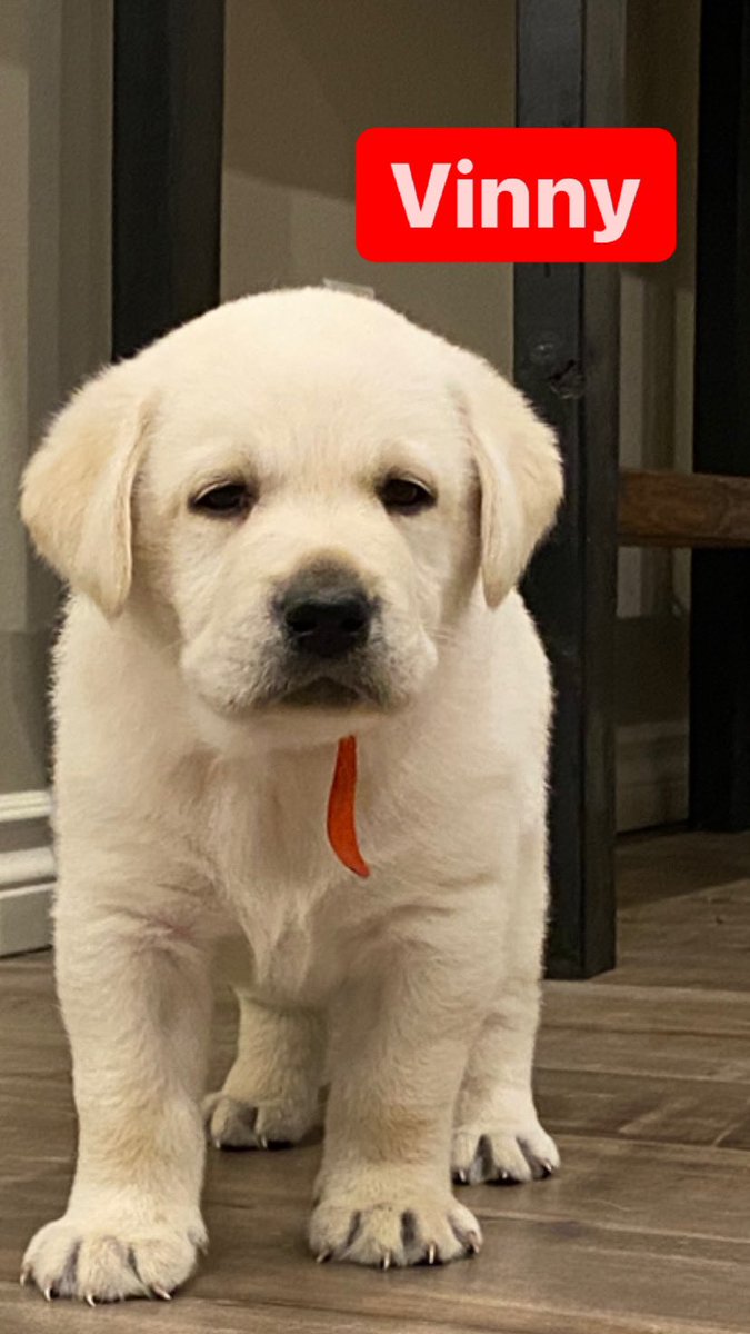 DOAGeoff's tweet photo. Meet the pack !
4 weeks old
#labsoftwitter
#labpuppies https://t.co/bwJFxGdtZ9