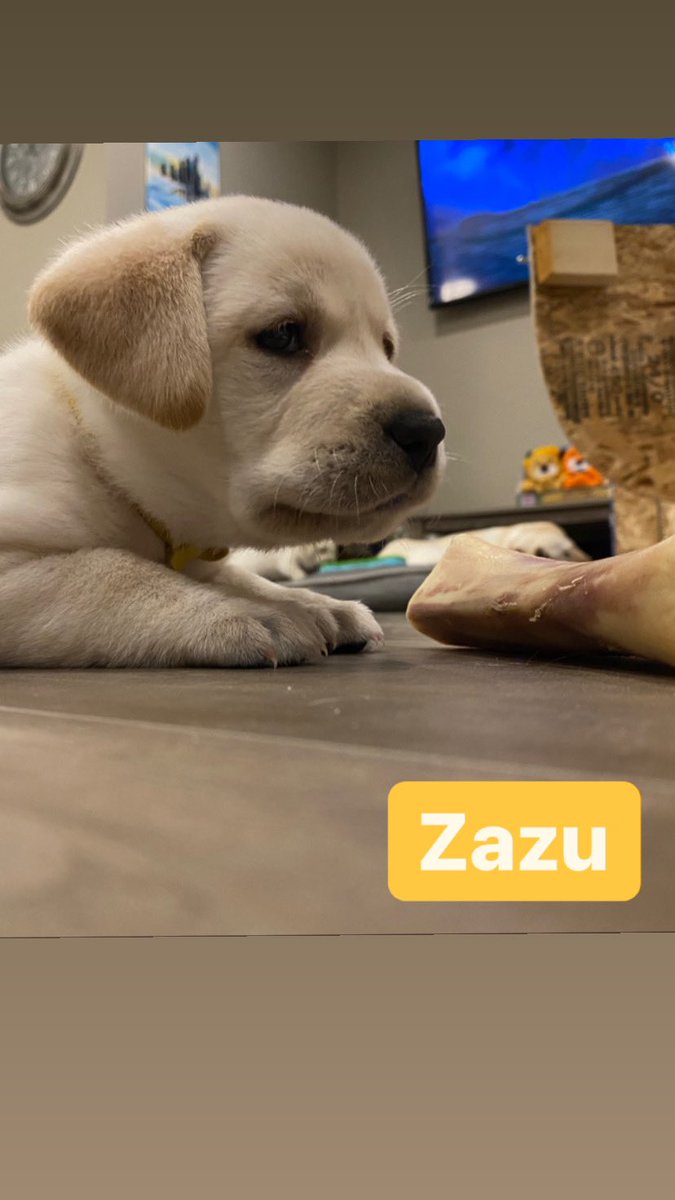 DOAGeoff's tweet photo. Meet the pack !
4 weeks old
#labsoftwitter
#labpuppies https://t.co/bwJFxGdtZ9