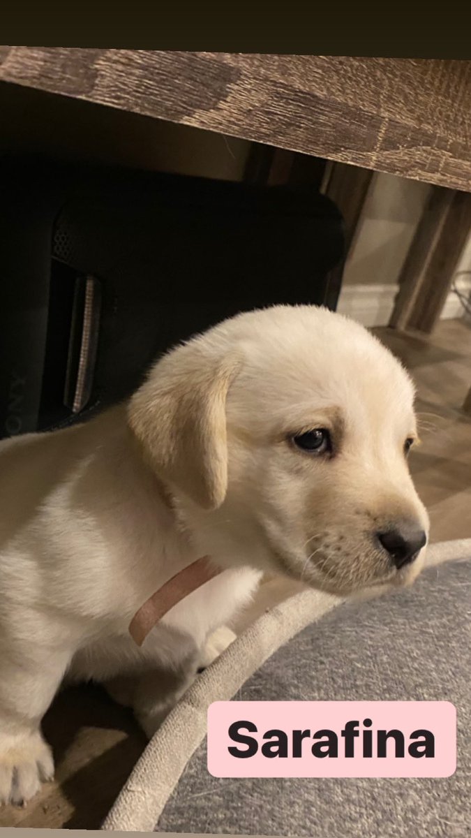 DOAGeoff's tweet photo. Meet the pack !
4 weeks old
#labsoftwitter
#labpuppies https://t.co/bwJFxGdtZ9