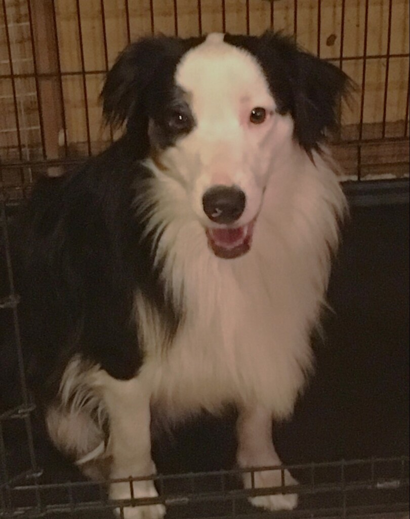Lost Dog - Australian Shepherd - Male - Burnsville
Date Lost: 2022-09-02
Dog's Name: Jasper
Breed of Dog: Australian Shepherd
Gender: Male
Closest Intersection: State Hwy 13 &amp; River Hills Dr, Burnsville, Dakota County, MN
Zip Code: 55337
Color: Black/Whi… facebook.com/pages/p/337436…