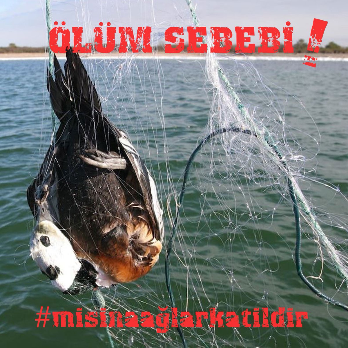 #misinaağlarkatildir