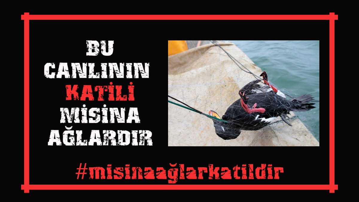 MİSİNA AĞLAR KATİLDİR. 
DENİZLERİMİZDE YASAK DEVAM ETMELİ, İÇSULARIMIZDA DA YASAKLANMALIDIR...
#misinaağlarkatildir #ASOF <a href="/tcbestepe/">T.C. Cumhurbaşkanlığı</a> <a href="/VahitKirisci/">Prof.Dr.Vahit Kirişci</a> <a href="/TBMMGenelKurulu/">TBMM Genel Kurulu</a> <a href="/iyipartitbmm/">İYİ Parti TBMM</a> <a href="/MhpTbmmGrubu/">MHP TBMM Grubu #MHP</a> <a href="/AKPartiTBMMGrup/">TBMM AK Parti Grup Başkanlığı</a> <a href="/chptbmm/">CHP TBMM Grup Başkanlığı</a> <a href="/vekilimCOM/">vekilimCOM</a> <a href="/tarimveormanbak/">Tarım ve Orman Bakanlığı Destek Hesabı</a> <a href="/maatalay/">Dr. M. Altuğ ATALAY</a> <a href="/turgayturkyilmz/">Turgay TÜRKYILMAZ</a>