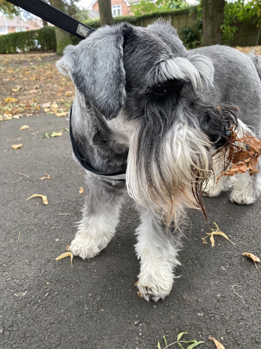 Buster is rocking the autumn collection 🙈