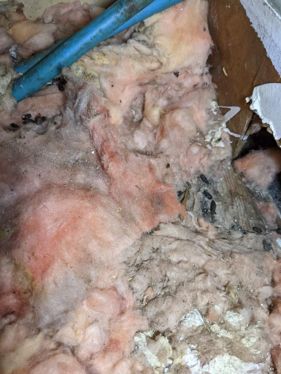 Canada Homes for Rent continues to be insaely bad (facebook.com/groups/sjchatt…)