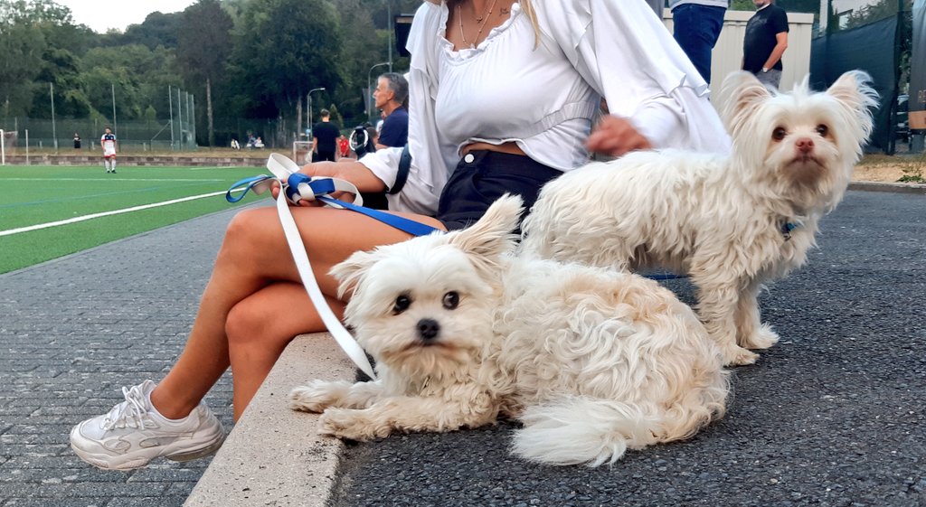 sportplatzhunde's tweet photo. Ich hätte nur vor die Tür gehen müssen, um #RobbieWilliams live zu hören, aber nee, lieber zum Fußball. Es war ein furchtbar zähes 0:0 zwischen dem SV #Rheinbreitbach und dem TuS #Asbach.😑 Zum Glück gab es dort die #Malteser-Mix Lucky (7, re.) und Luis (10, li.). https://t.co/0OGNEPpgMD