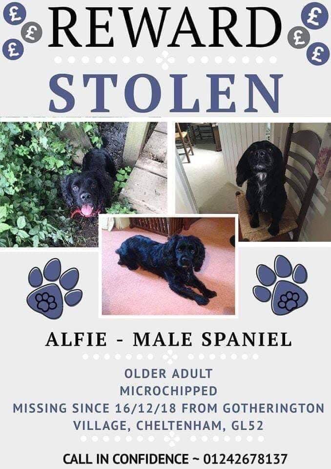rosieDoc2's tweet photo. This is Alfie a small black #cockerspaniel small white flash on chest/a badly docked tail and quite long
a wide head and was mistaken for a #puppy due to small size and excitable personality.
#Stolen 16/12/18 #GL52
#Longtimemissing
https://t.co/yHGawsnomL
@bs2510 @RachaelB100 https://t.co/0wzpYQOCjM