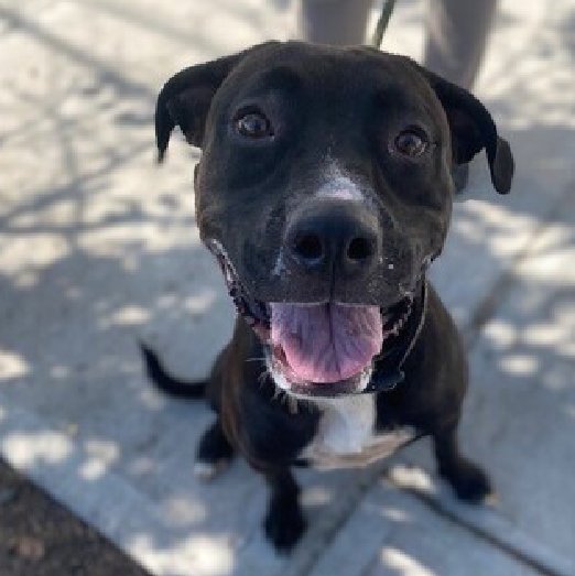 💔Bella Spice💔
#NYCACC #151592 1y
▪️KILL COMMAND❗
▪️LOW Pledges!
Beautiful puppy! Bought from pet store+less than yr later, no longer able 2 care 4 her! Adores ppl, smart, obedient + eager 2 learn more. Great girl needs loving, N.East #Foster 4 structure, 2 blossom.
💞Bella