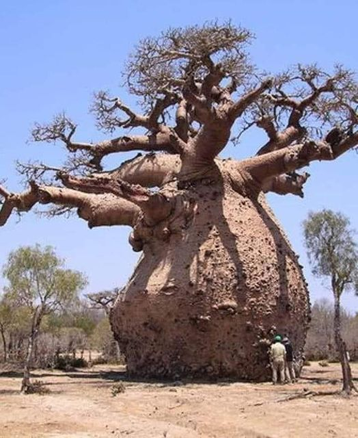 Marychen85201's tweet photo. Baobab trees can hold up to 32,000 gallons of water.
#MagicTree #Nature #Saturday #DiscoveryPlus https://t.co/qtz4KVFxMk