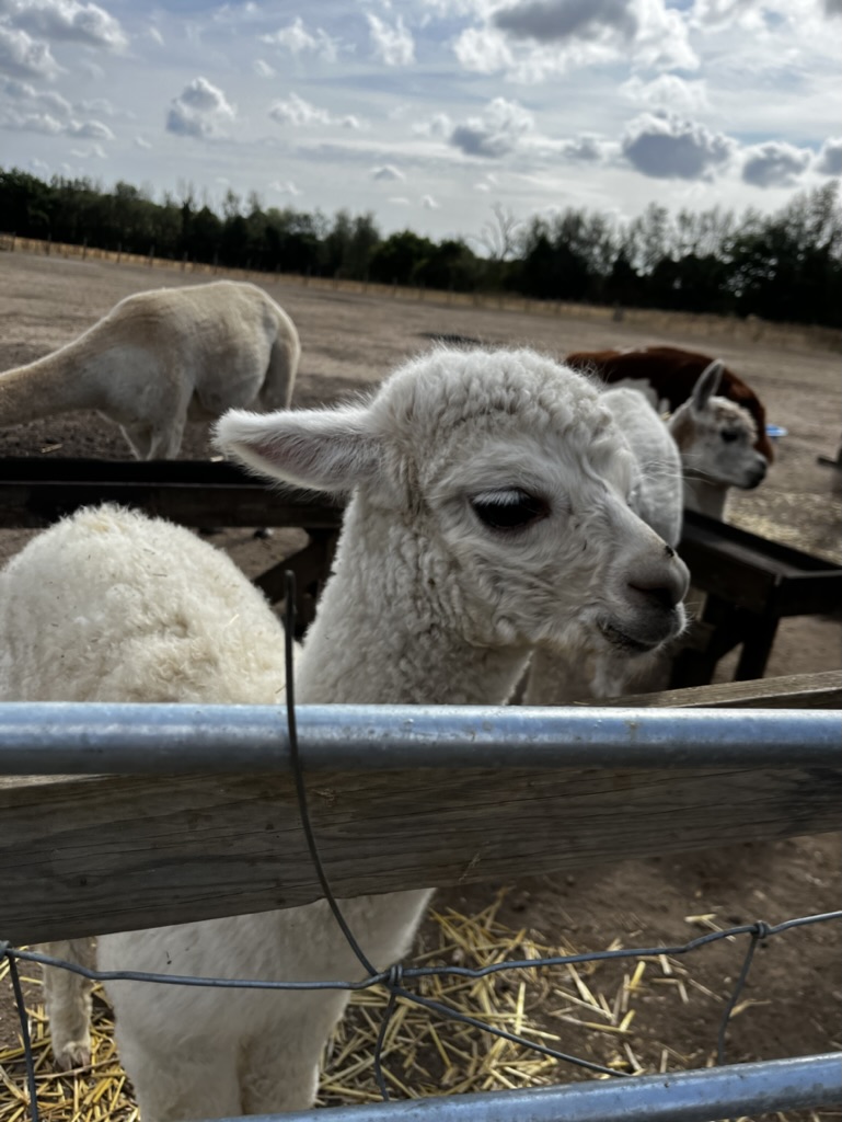 JavaScriptCoff1's tweet image. A llama farmer? Yes, a llama farmer