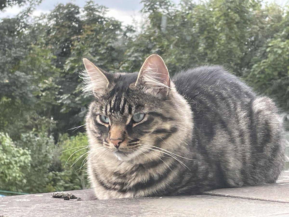 Happy #Caturday catpeople <a href="/achemicalmess/">montse</a> @cat_learn <a href="/tortiecatz/">Tortie Catz</a> @TroubletheCat1 <a href="/Geescluelesgirl/">🆑️ueless!G❣击🐾✍🏼</a> @flyfoot100 <a href="/ChubbyCash1/">Sherbet 🏳️‍⚧️ 🐺</a> <a href="/MiloFizzGeordie/">Milo and Fizz, Geordie Cats</a> <a href="/HarleyMollyCat/">🏳️‍🌈Molly Weasley & Harley McFluffybutt 🏳️‍🌈</a> <a href="/Cats_Heaven11/">Cats Lover Community</a> <a href="/Tarojiro30/">Tarojiro</a>