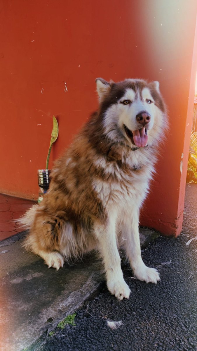 Este es Thor, pertenece a mi familia desde hace más de 5 años. Actualmente se encuentra desaparecido y fue visto por última vez en Birri de Santa Bárbara de Heredia. Se ofrece recompensa por él y no se harán preguntas. Cualquier información por favor a los números mostrados.