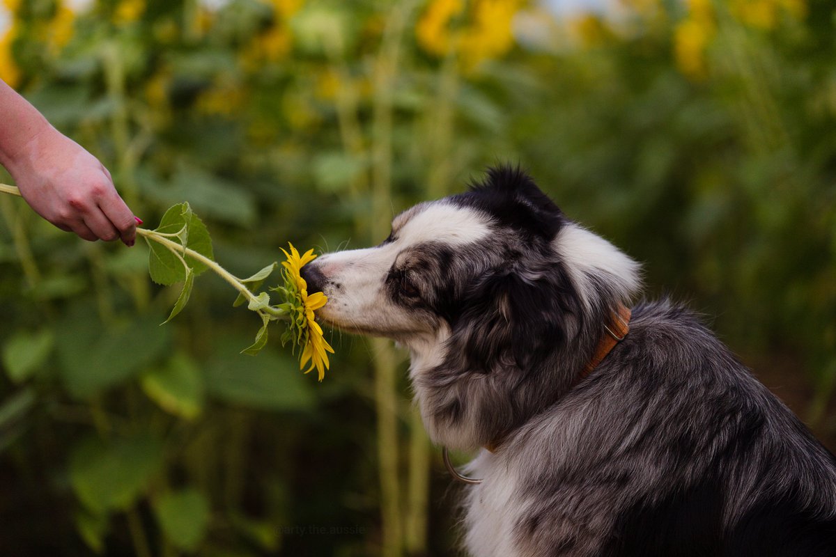 Sunflower Season 🌻 

#artytheaussie #DogsOnTwitter #exploreON #maxsminions #sunflowerfield #sunflowers