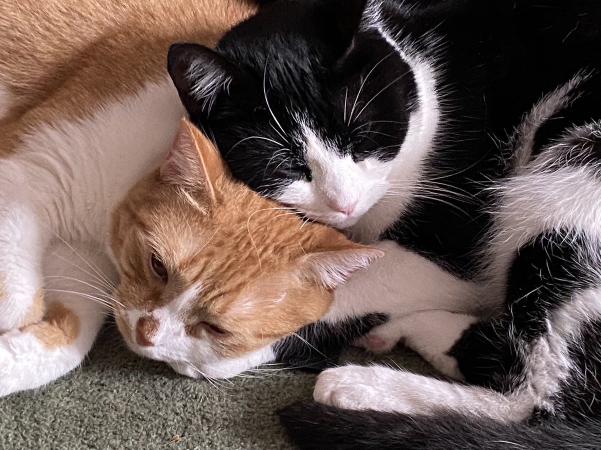 #caturday