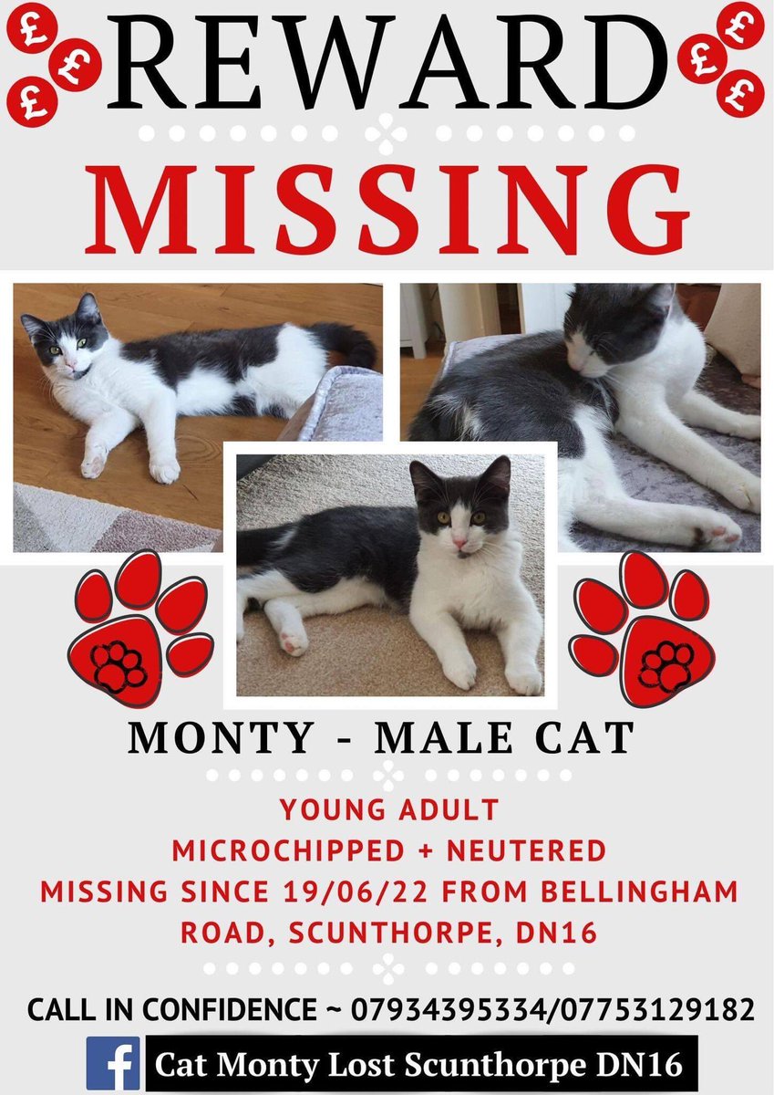 janice_adams3's tweet photo. Pls RT
Monty is missing from #Bellingham road Grange lane #Scunthorpe, #DN16
He still had his Black harness & lead attached when he went missing.
He really needs to be found
Monty is Chipped and Neutered
https://t.co/8TdriiMsSWβ¦
@CatsMissing @D11D9Cats @TravellingCats https://t.co/B5wt6mBySo