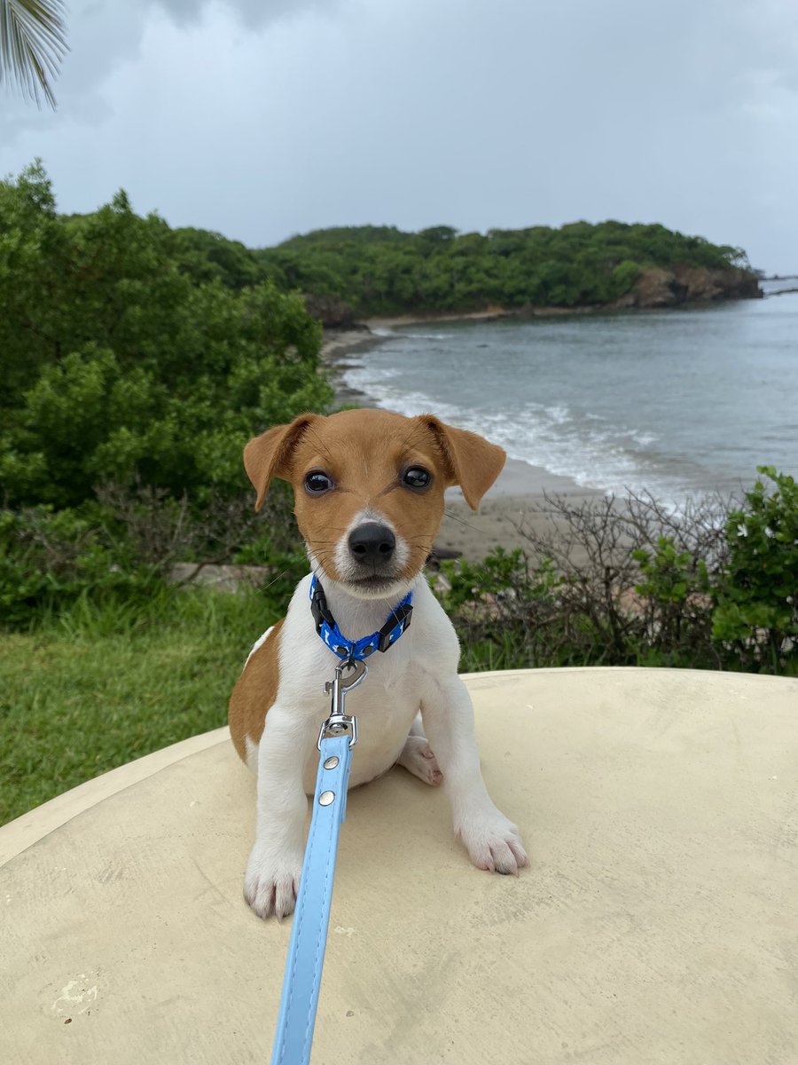 luisasarmientoo's tweet photo. Mi Melchor 🐾🐶 https://t.co/Rsn0WUuUQu