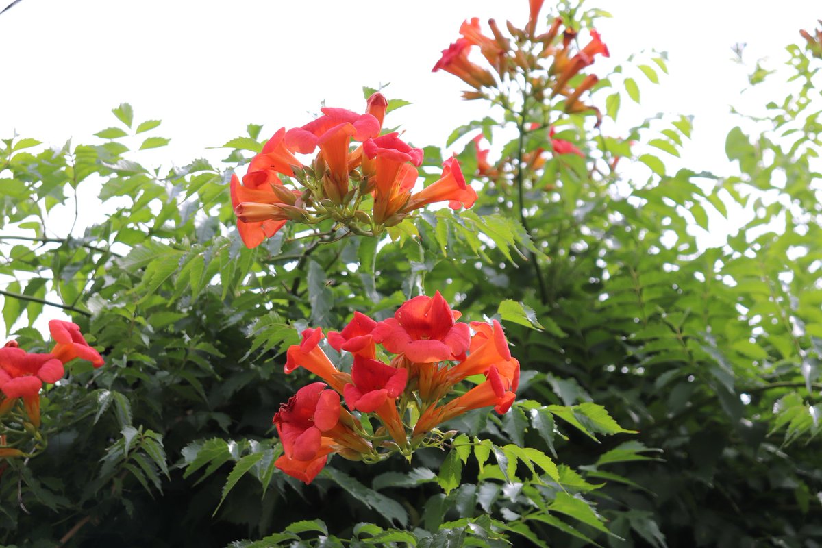 cute cats (@kabe1600) on Twitter photo 