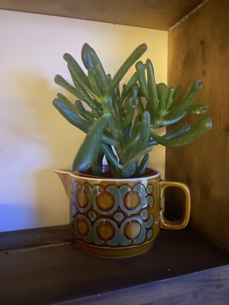 Loving my purchase from my local show today <a href="/eccleshallshow/">Eccleshall Show</a>  the jug came with it as a bonus. #houseplants  #plants