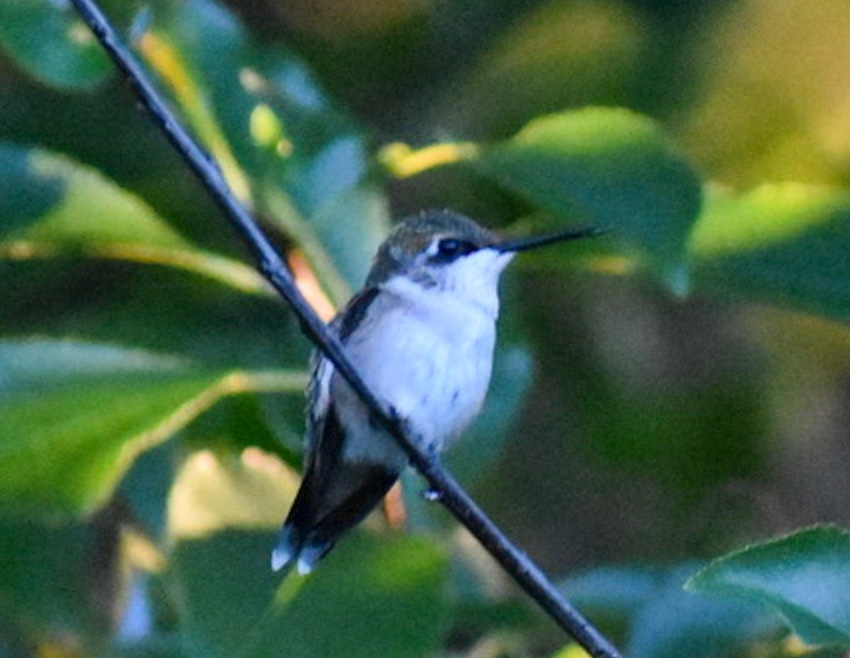 stevieO223's tweet photo. Female ruby throated hummingbird.  #ThePhotoHour #CapeCodPhotography #BirdPhotography https://t.co/Z2Y3tDWnJR