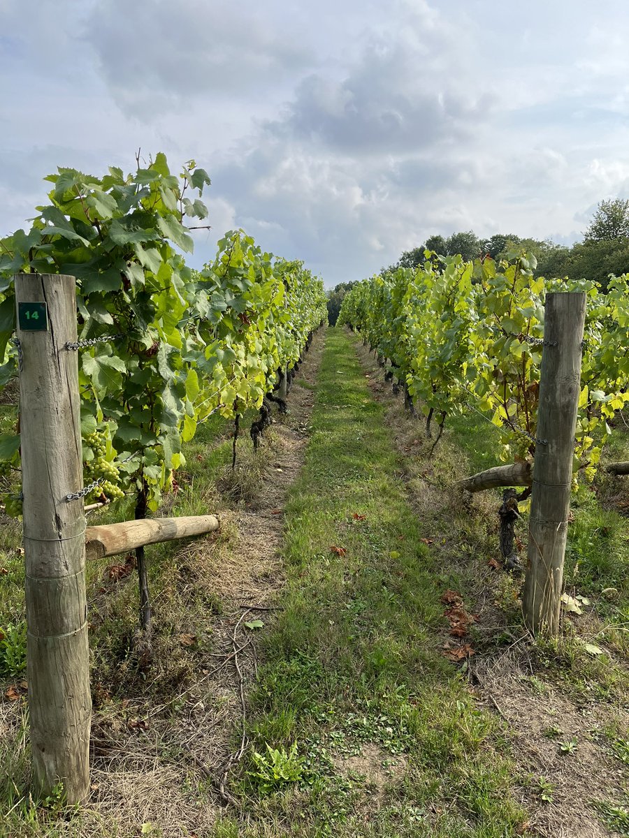 Great trip to <a href="/Nyetimber/">Nyetimber</a> #winetasting #vineyard #englishsparklingwine #wine #westsussex #blancsdeblanc #clasdiccuvee #prestigecuvee