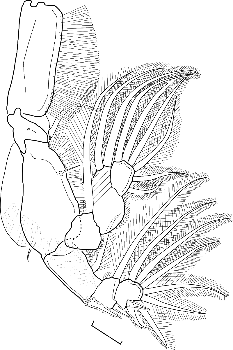 🔬We are drawing all the body parts of a new species of parasitic copepod (Lepeophtheirus) found infecting the body surface of a marine fish. This one is one of the legs. Not the best art.  #Crustacean #FishParasite #marinelife #Biodiversity #Mexico #GulfOfCalifornia #SeaLouse