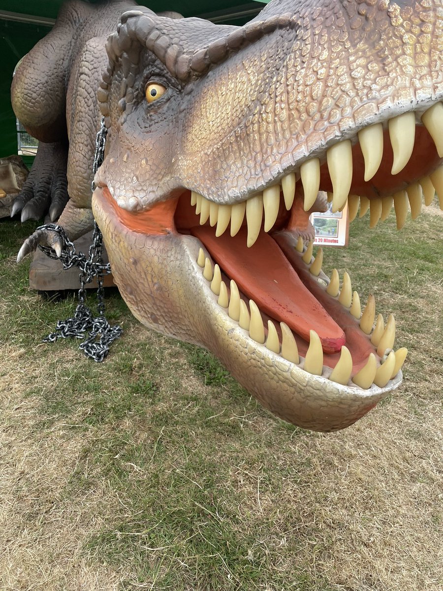 What a fun experience it was being a Dino dentist in August with dinosaurs in the Park in Northampton