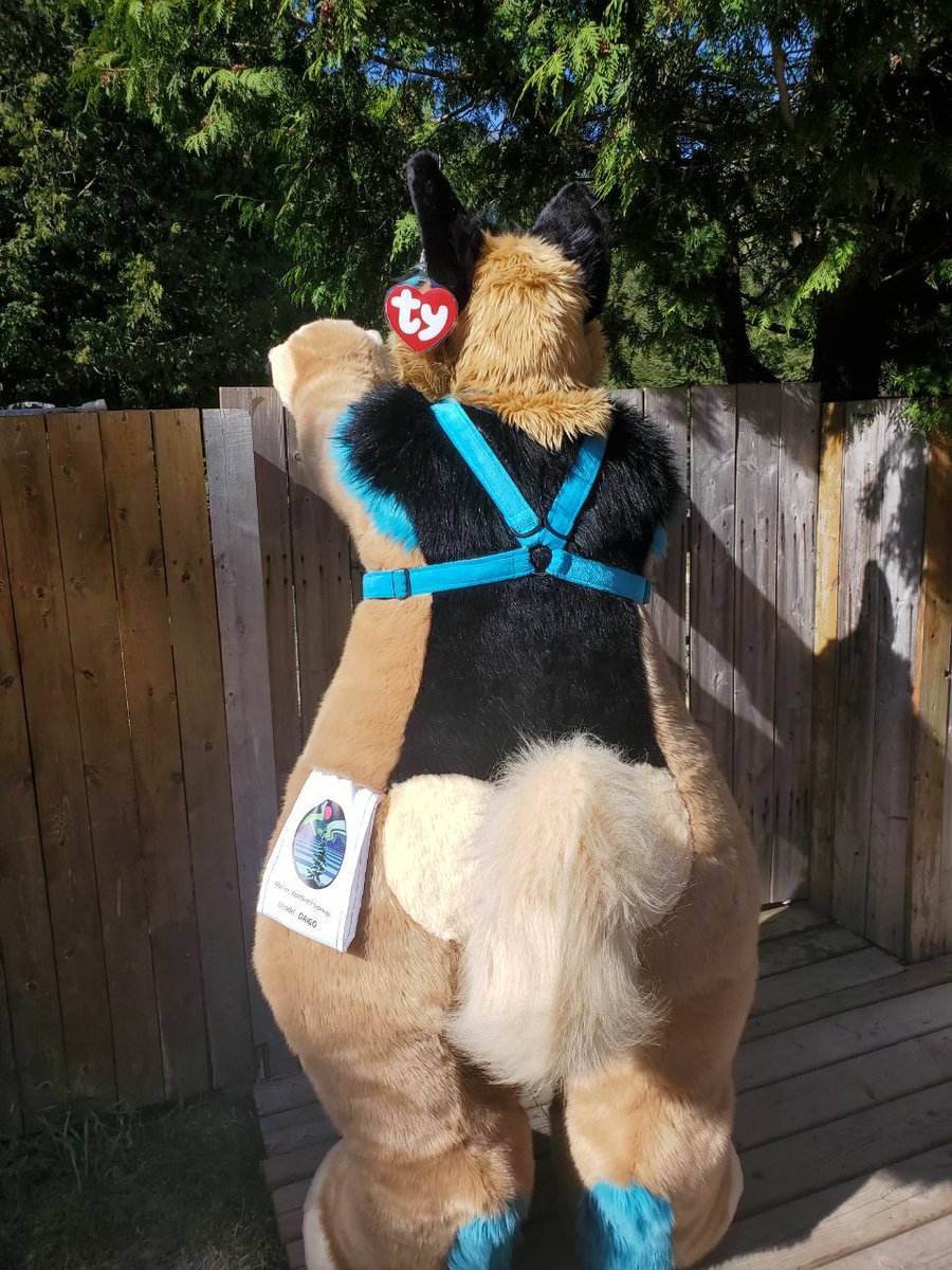 tammylolee's tweet photo. The first plushsuit made by @plush_army  is for sell. Who want to become a cute G-shep? 💙💙💙

https://t.co/p4cWh6Dlb4 https://t.co/PxPSSH4Tff