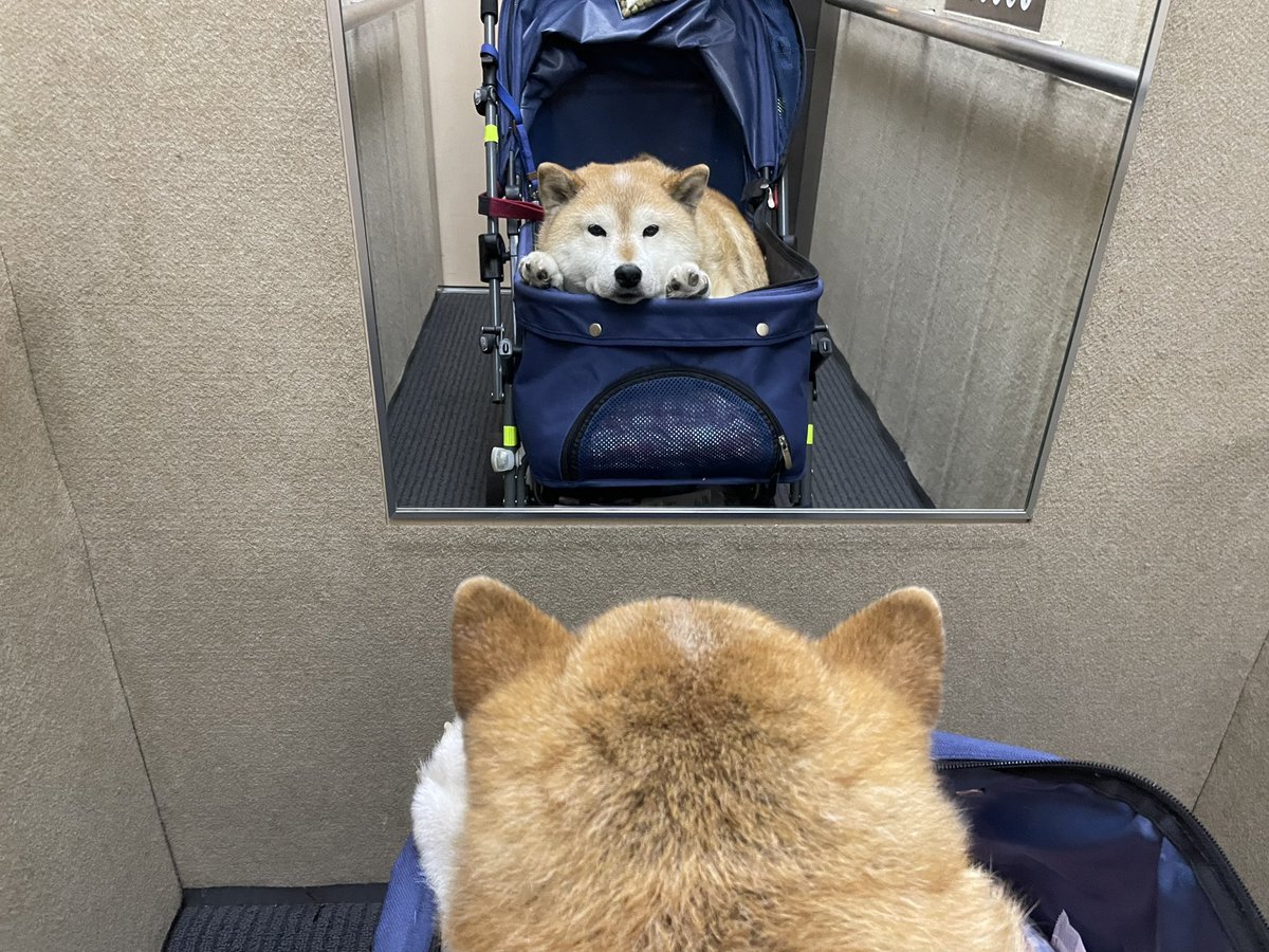 目の前に自分と同じくらいかわいい柴犬が現れてびっくりしている柴犬