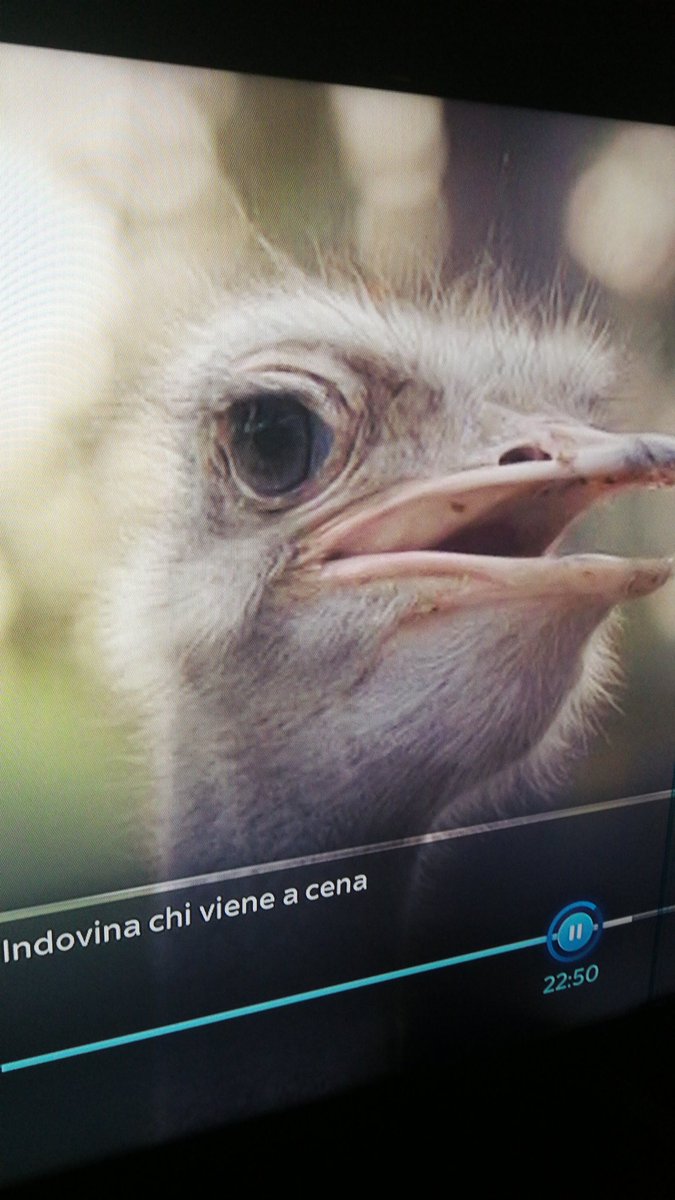 minaventura's tweet photo. #Agnello #vitello #coccodrillo #struzzo RINGRAZIANO tutte le #aziende che #studiano #prodottivegetali simili alla loro #pelle BASTA MASSACRI PER SODDISFARE LA NOSTRA VANITÀ #IndovinaChiVieneACena https://t.co/uPVMG17xxL