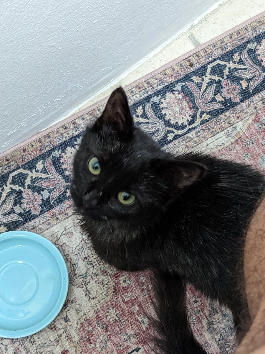 vicgasco's tweet photo. Tengo a 3 personas peliandose por Gatemiro 😂. Pero creo que ya le conseguí casa con un amigo que lo quiere. Estamos cerca de Octubre y hay que tener cuidado con la adopción de gatos negros 🥲 https://t.co/ItI00pY3QI