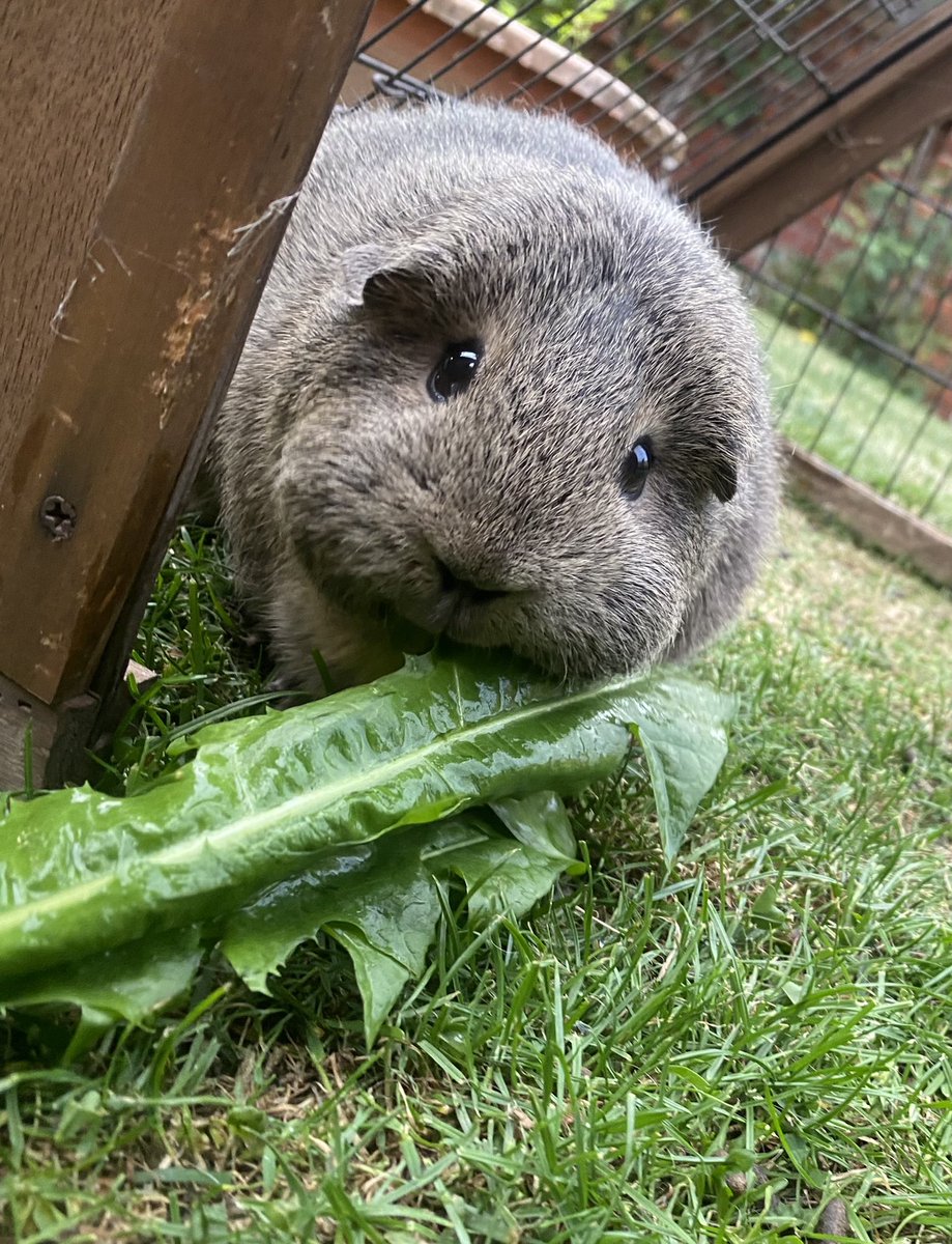 Cheeky Bella eating dandelion. #DANDELION #bella #guineapigs #garden #summer