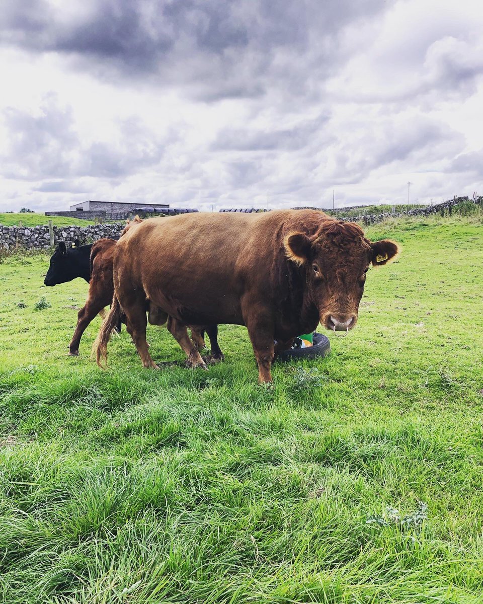 Busy week over 60% of the herd calved this week! 4/6😅  while we welcomed our new stock bull Oxmount Ross aka “Oscar”! 🐂 all go in Rausakeera! #irishdexters #rarebreed #irishdextercattlesociety