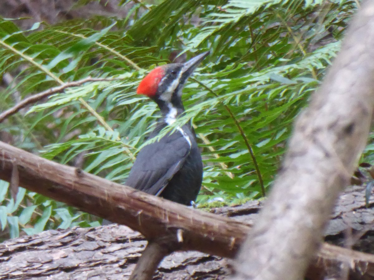 Saw a relative of Woody Woodpecker's today.