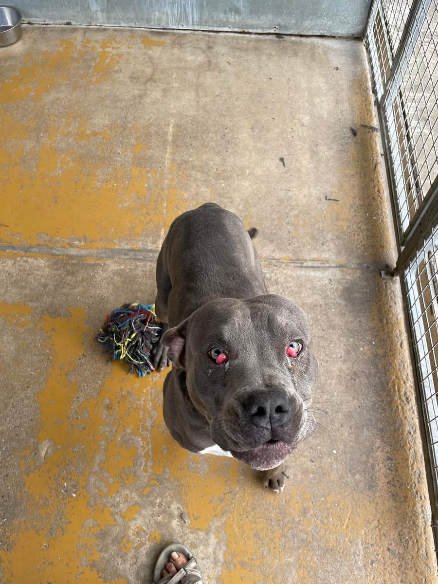 AdoptionsUk's tweet photo. URGENT, please retweet,  RESCUE SPACES NEED FOR 3 LARGE DOGS CURRENTLY IN #WALES 

DUE TO BE PTS IN A COUNCIL POUND AS THE LOCAL RESCUE SHELTER IS FULL.  
PRIVATE ADOPTION NOT AVAILABLE. 

DETAILS 👇
https://t.co/BrET6W1fQY
or CONTACT 👇
https://t.co/KnhZ7m0vOI

#dogs #Rescue https://t.co/VN6Oxo75om