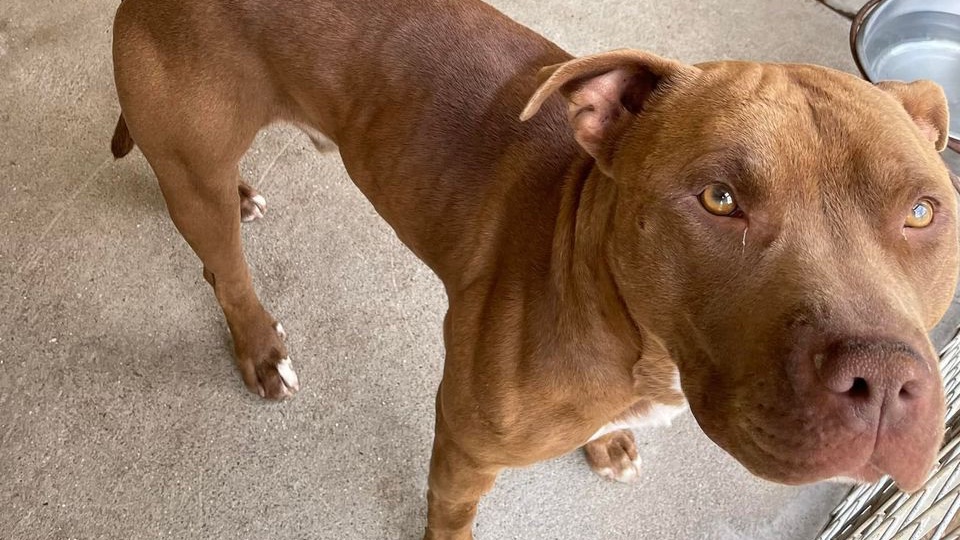 AdoptionsUk's tweet photo. URGENT, please retweet,  RESCUE SPACES NEED FOR 3 LARGE DOGS CURRENTLY IN #WALES 

DUE TO BE PTS IN A COUNCIL POUND AS THE LOCAL RESCUE SHELTER IS FULL.  
PRIVATE ADOPTION NOT AVAILABLE. 

DETAILS 👇
https://t.co/BrET6W1fQY
or CONTACT 👇
https://t.co/KnhZ7m0vOI

#dogs #Rescue https://t.co/VN6Oxo75om