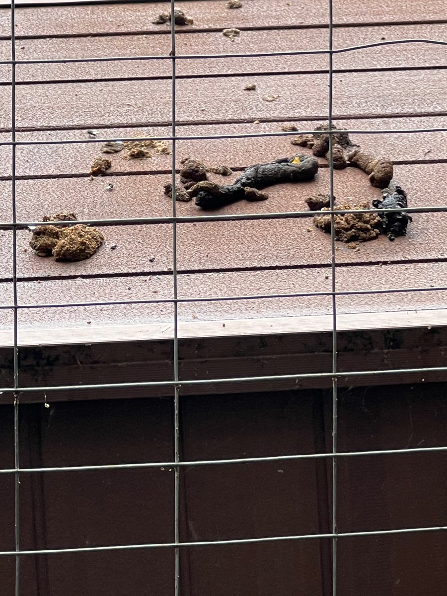 John Green tweet media