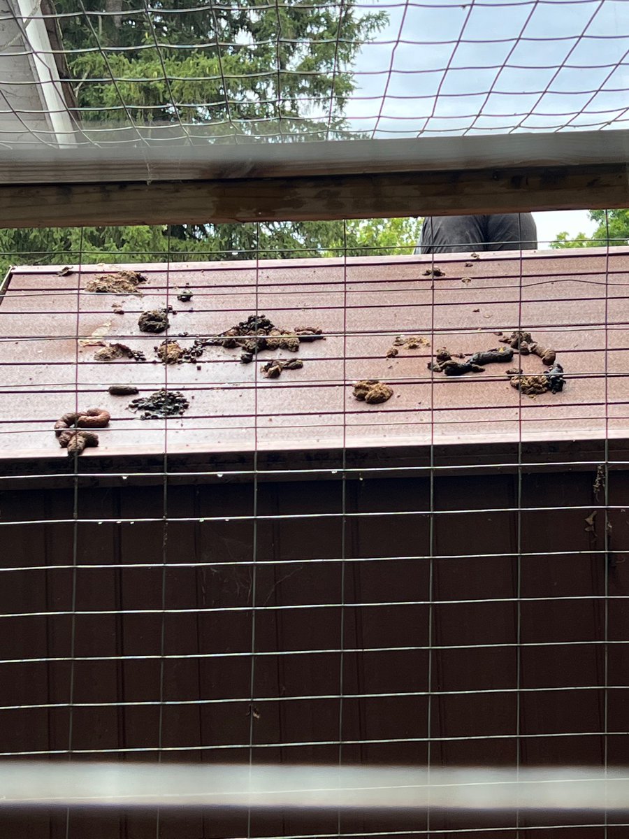 John Green tweet media