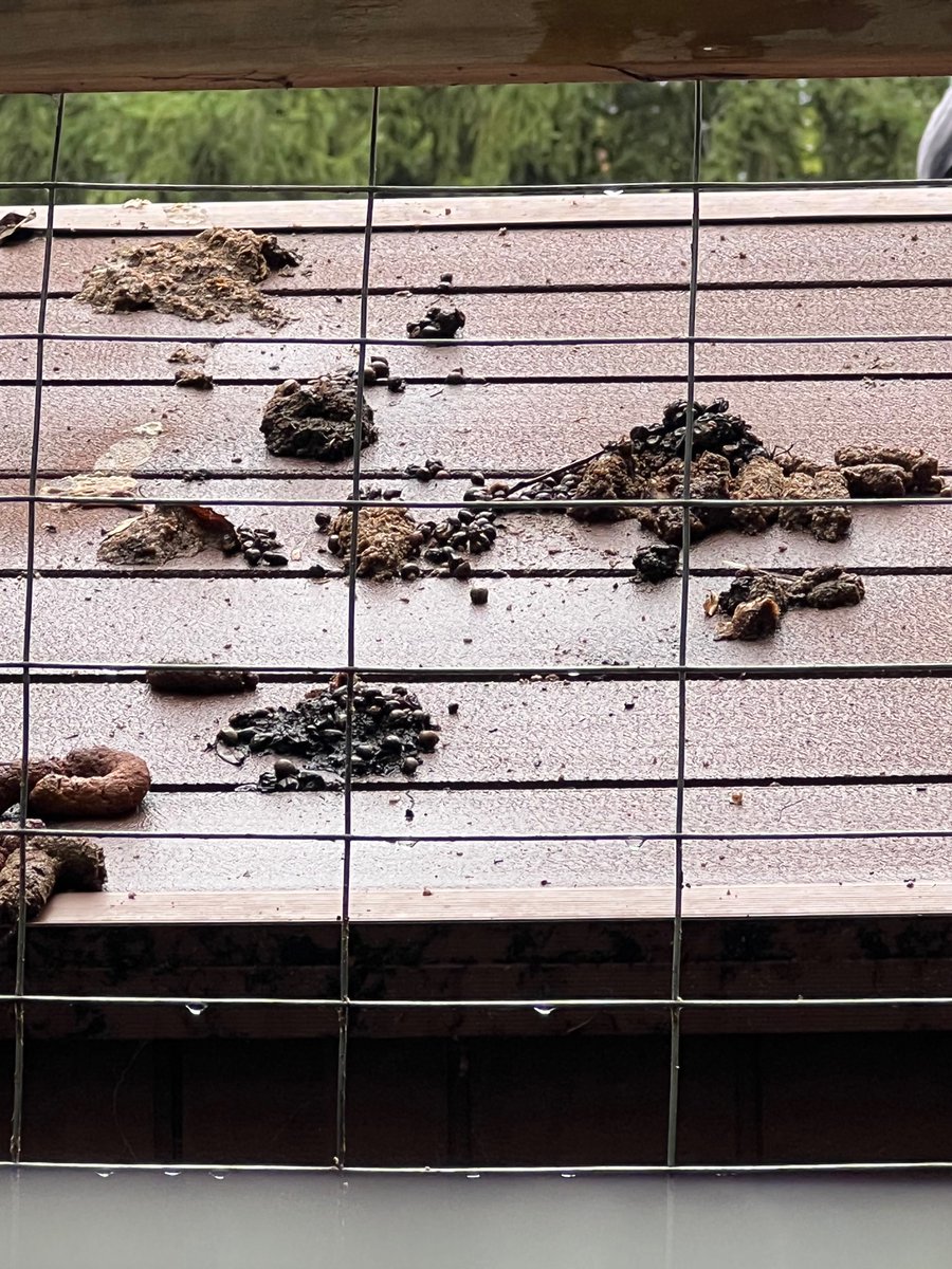 John Green tweet media