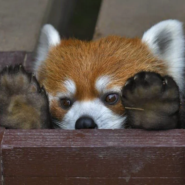HvshHvshHvsh's tweet photo. LOOK AT HIS WITTLE PAWS!!! #zoophile #prozoo #zoopride #zoosarevalid https://t.co/ZeCXRk8tFI