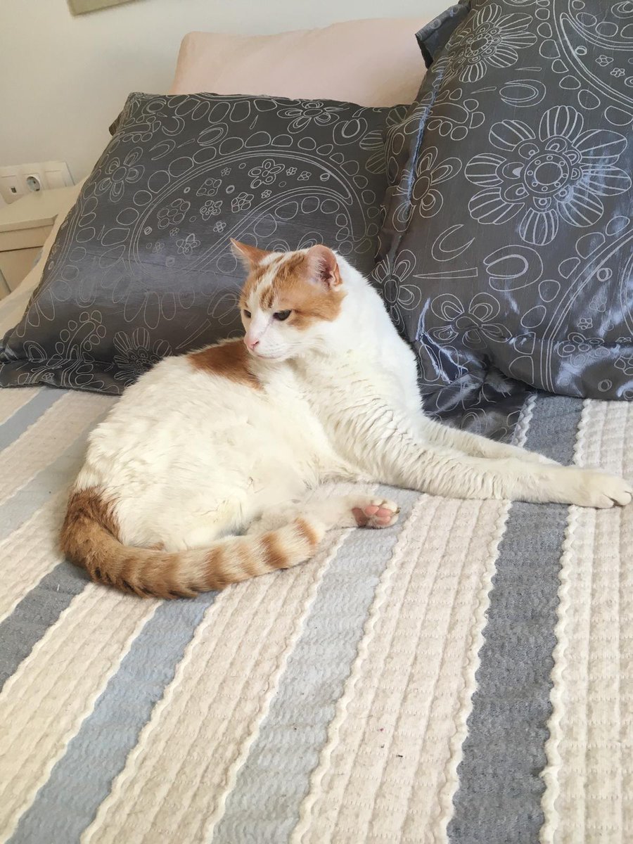 HolaSoySergio__'s tweet photo. Hoy, después de 19 años nos ha dejado el Mendi. Junto al Boro y la Golfa ya se han ido todas las mascotas con las que me he criado. Te voy a echar de menos pequeño♥️🕊️ https://t.co/XS3jhpaVbG