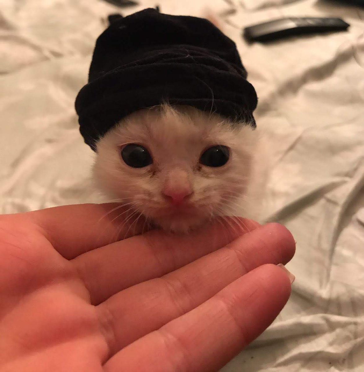 ShowYourCat's tweet image. 