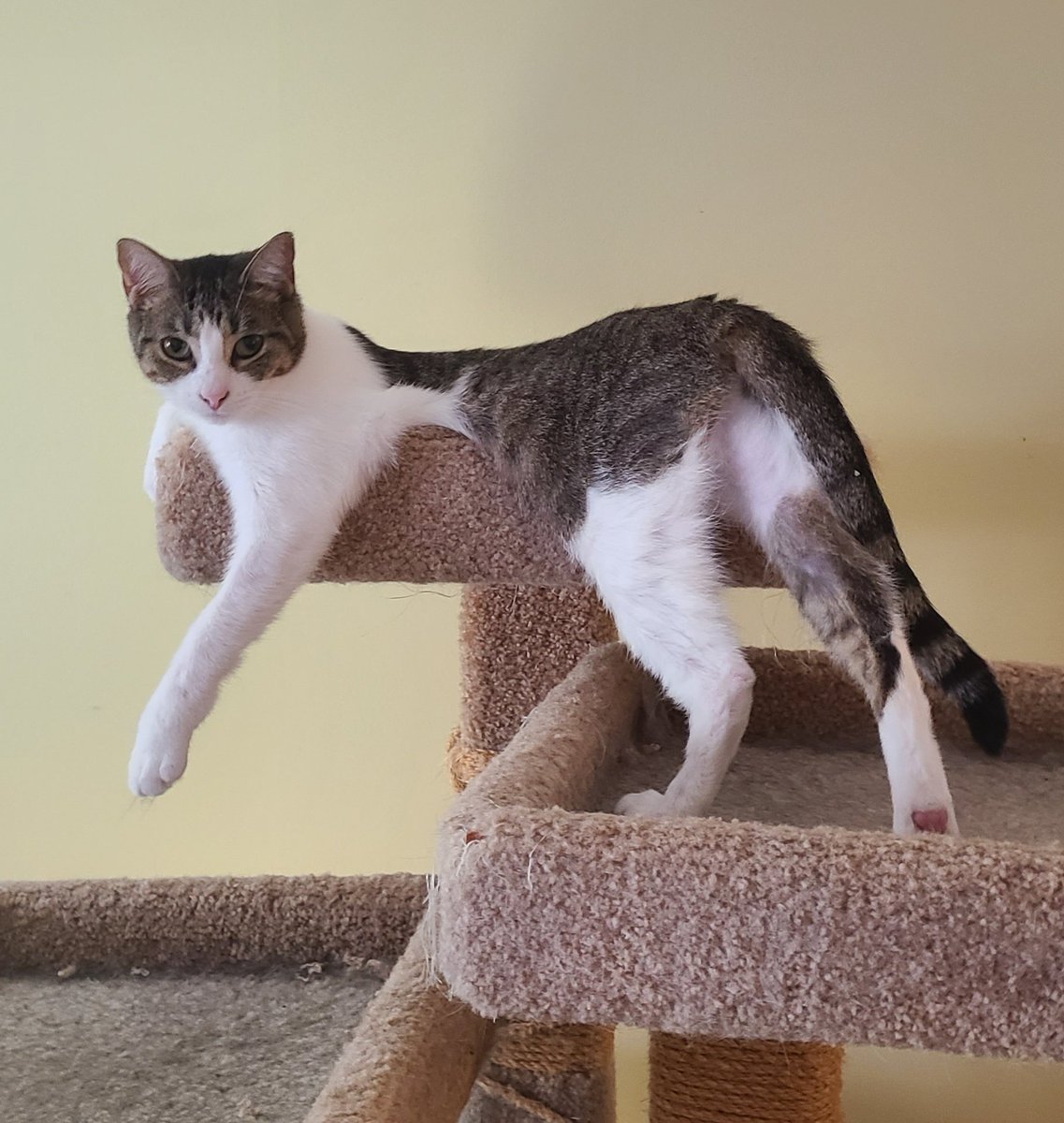lonejaguar's tweet photo. Franky demonstrates the catnique of... ... ... Yeah, I dunno what that is. Cat people, sound off! What in a ham sandwich is Franky Beans doing?
#caturday #catsofinstagram #cats #blazecatsofinstagram #franksnbeans #frankybeans #catsarefromspace #adoptdontshop #rescuecat https://t.co/0mnOiBWMso