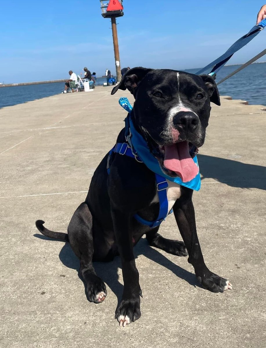 Zeus on the town! Our resident happy lug got to enjoy a scenic outing to Whiskey Island with two of his volunteer buddies. Zeus rode well in the car and was content to just stroll around, stopping every now and then for a treat or butt scratch. tinyurl.com/meetacitydog #adoptme