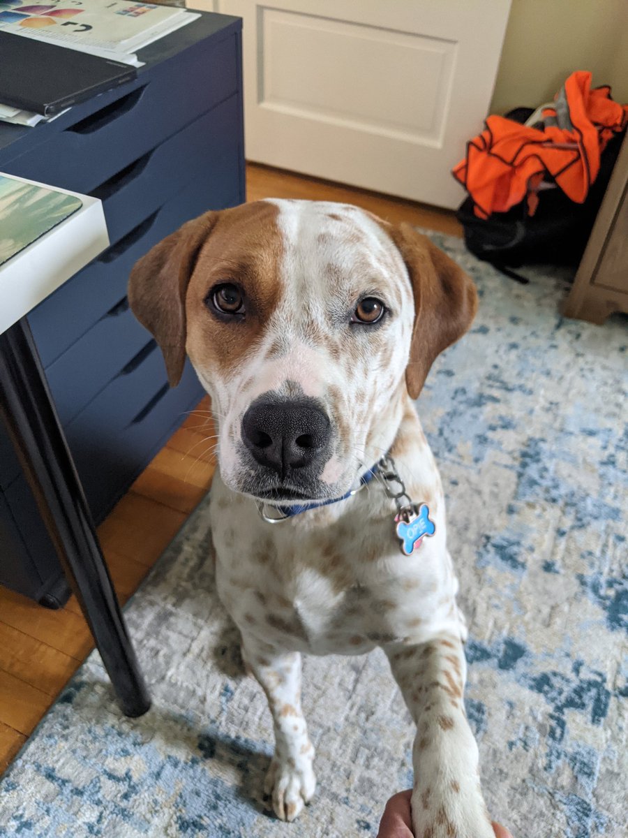 DBWhits's tweet photo. @tobymorton A little late, but Opie says hello! https://t.co/4jq1ambejm